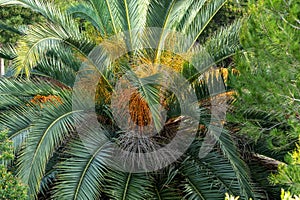 Specimen of Palmera Capitata in Parque Lecoq in Montevideo capital of Uruguay photo