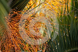 Specimen of Palmera Capitata in Parque Lecoq in Montevideo capital of Uruguay. photo