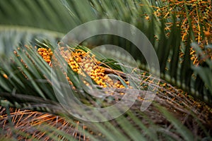 Specimen of Palmera Capitata in Parque Lecoq in Montevideo capital of Uruguay. photo