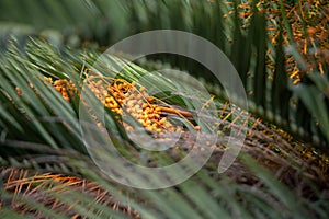 Specimen of Palmera Capitata in Parque Lecoq in Montevideo capital of Uruguay. photo