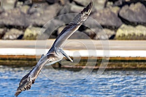 Specimen of Pelecanus occidentalis californicus \