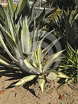 Specimen plant of the species, Agave Parryi Couesit.