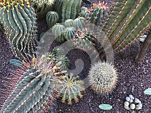 Specimen plant of the species, Perocactus Cilyndraceus Cactacea.