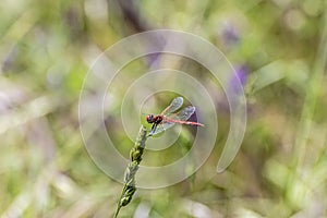 Specimen of red dragonfly posing on a stalk of grass photo