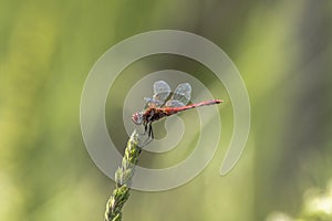 Specimen of red dragonfly posing on a stalk of grass photo