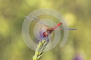 Specimen of red dragonfly posing on a stalk of grass