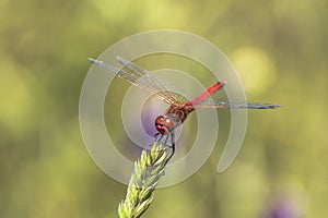 Specimen of red dragonfly posing on a stalk of grass photo