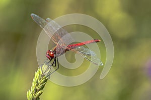 Specimen of red dragonfly posing on a stalk of grass