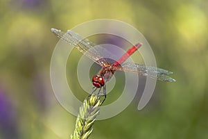 Specimen of red dragonfly posing on a stalk of grass
