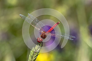 Specimen of red dragonfly posing on a stalk of grass