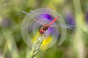 Specimen of red dragonfly posing on a stalk of grass