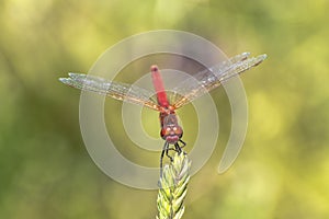 Specimen of red dragonfly posing on a stalk of grass photo