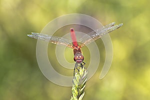 Specimen of red dragonfly posing on a stalk of grass photo