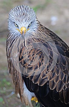 The defiant red kite photo