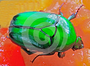 A specimen of Scarab Beetle .