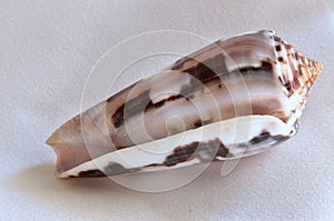 Specimen of shell conus striatus LinnÃ© 1758 of the Indo-Pacific region. It belongs to the class of Gasteropods, subclass Conidae