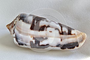 Specimen of shell conus striatus LinnÃ© 1758 of the Indo-Pacific region. It belongs to the class of Gasteropods, subclass Conidae
