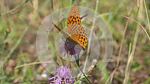 specimen of silver-washed fritillary butterfly feeds on a small pink flower