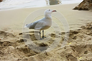 A specimen of snickering or crystalline seagull on the sandy beach has black palms, light plumage and an orange beak in ibiza