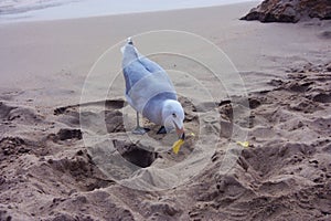 A specimen of snickering or crystalline seagull on the sandy beach has black palms, light plumage and an orange beak in ibiza