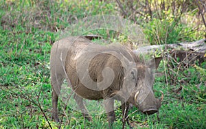 Specimen of warthog in its natural habitat