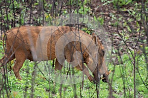 Specimen of warthog in its natural habitat