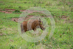 Specimen of warthog in its natural habitat