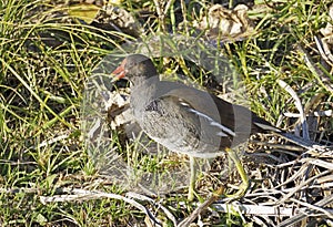 Specimen of waterhen, Gallinula chloropus; Rallidae photo