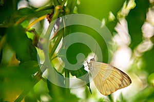 Specimen of Yellow Butterfly Phoebis philea philea perched on a pepper plant