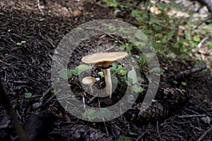 specimens of armillaria tabescens