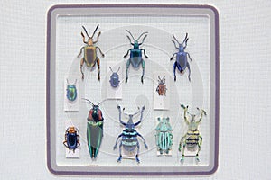 Curculionidae beetle photo