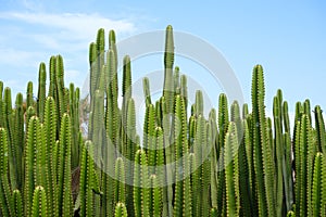 specimens of euphorbia canariensis in the Canary Islands, Spain photo