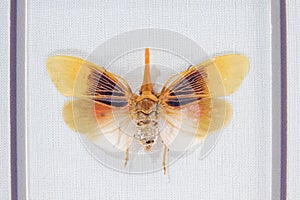 Fulgoridae insect photo