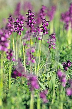 Specimens of green-winged orchid in bloom