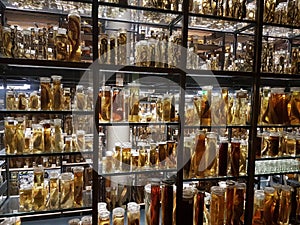 Specimens photo