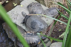 Specimens of large water turtles resting near a pond in the undisturbed forest