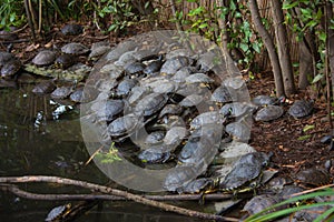 Specimens of large water turtles resting near a pond in the undisturbed forest