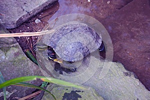Specimens of large water turtles resting near a pond in the undisturbed forest
