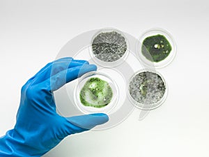 Specimens of mold with hand holding one photo