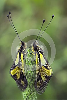 Specimens of owly sulphur, Ascalaphus coccajus