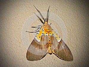 Specious Tiger Moth 1