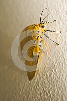 Specious Tiger Moth