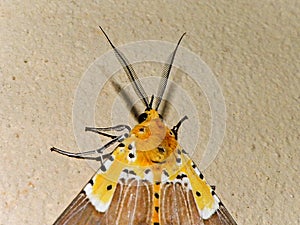 Specious Tiger moth 7