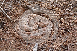 Speckeld Rattlesnake Crotalus mitchellii pyyrhus coiled in dirt in California photo