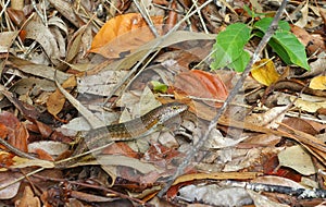 Speckle-lipped Skink camouflage