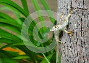 Speckle-lipped Skink