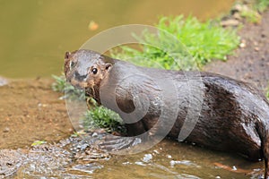 Speckle-throated otter photo