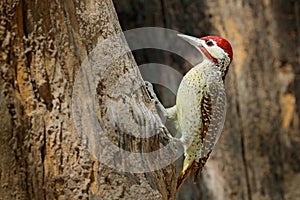 Speckle-throated woodpecker, Campethera scriptoricauda, on tree trunk, nature habitat. Wildlife Botswana, Animal behaviour. Bird i