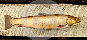 Speckle trout photo