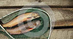 Speckle trouts photo